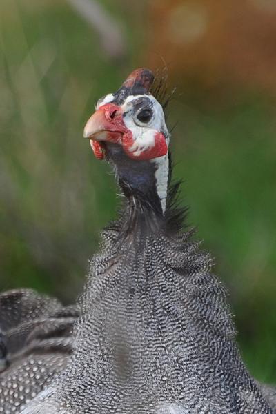 Gladys
