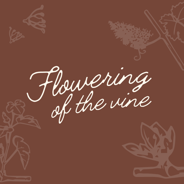 Flowering of the Vine | Club Members – limited to 2 discounted tickets