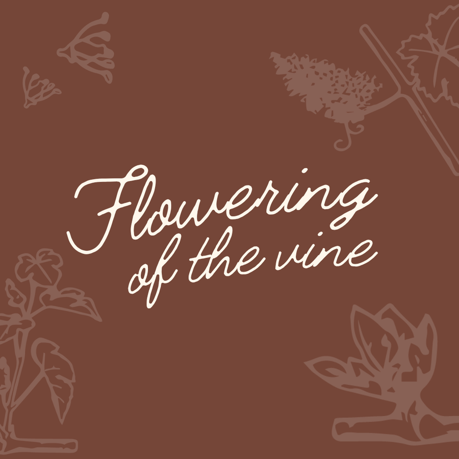 Flowering of the Vine | Club Members – limited to 2 discounted tickets